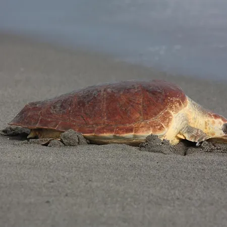 Bed & Breakfast Casa Cosmano Brancaleone Marina